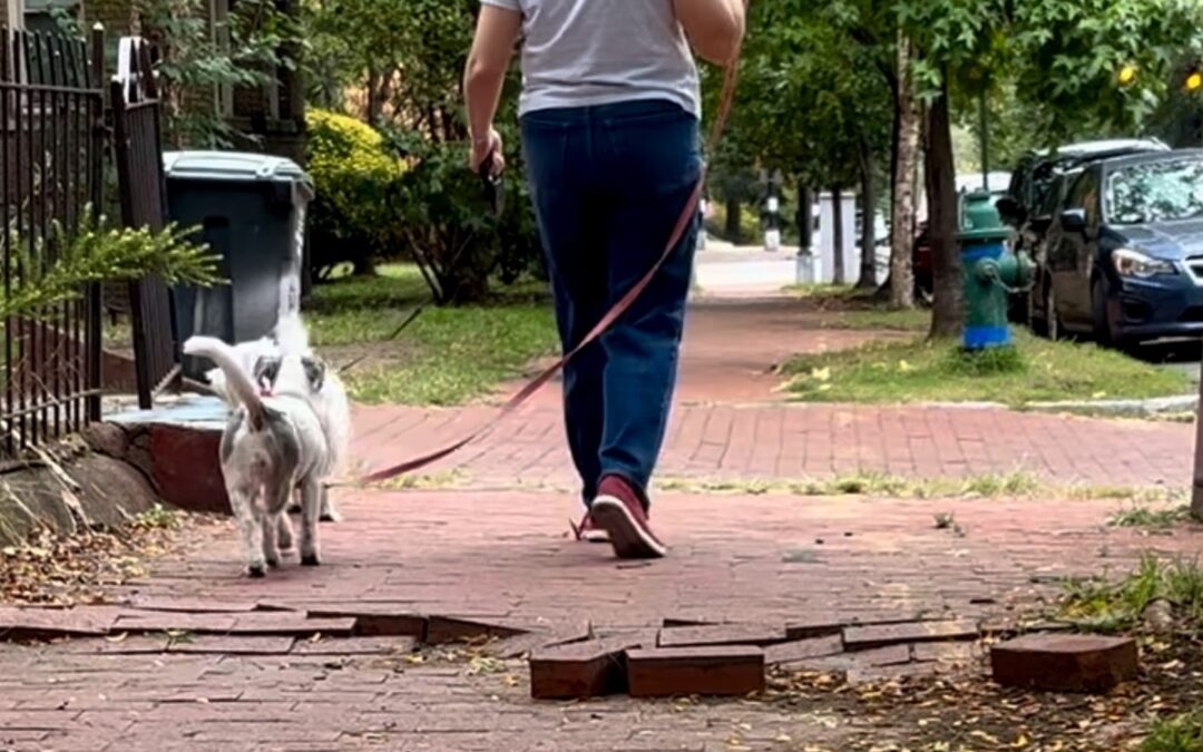 Testimony to DC Council Committee on Sidewalk Maintenance